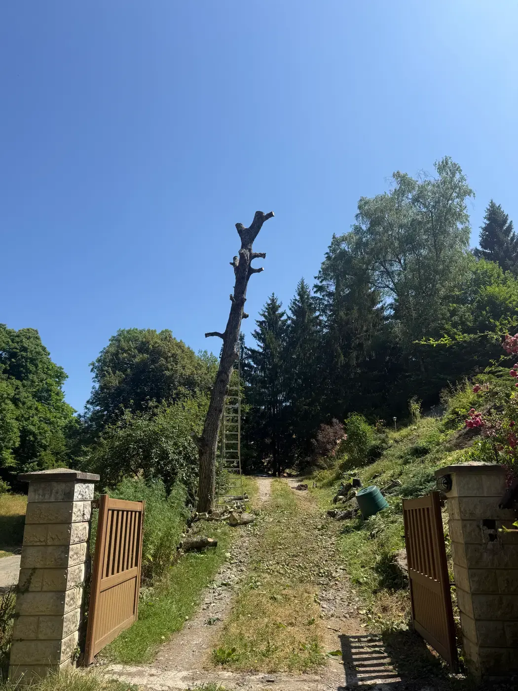 Grand arbre en cours de démontage près d'un portail